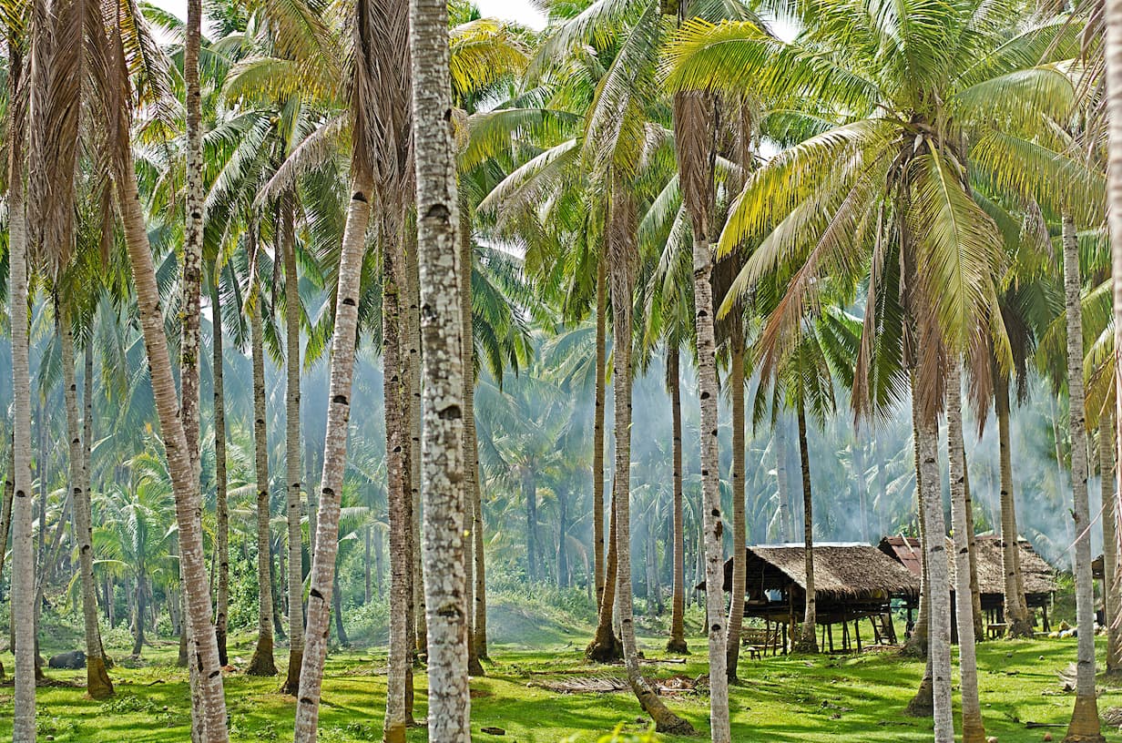 Island vibes